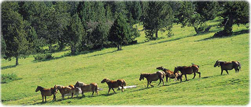 Cavalos